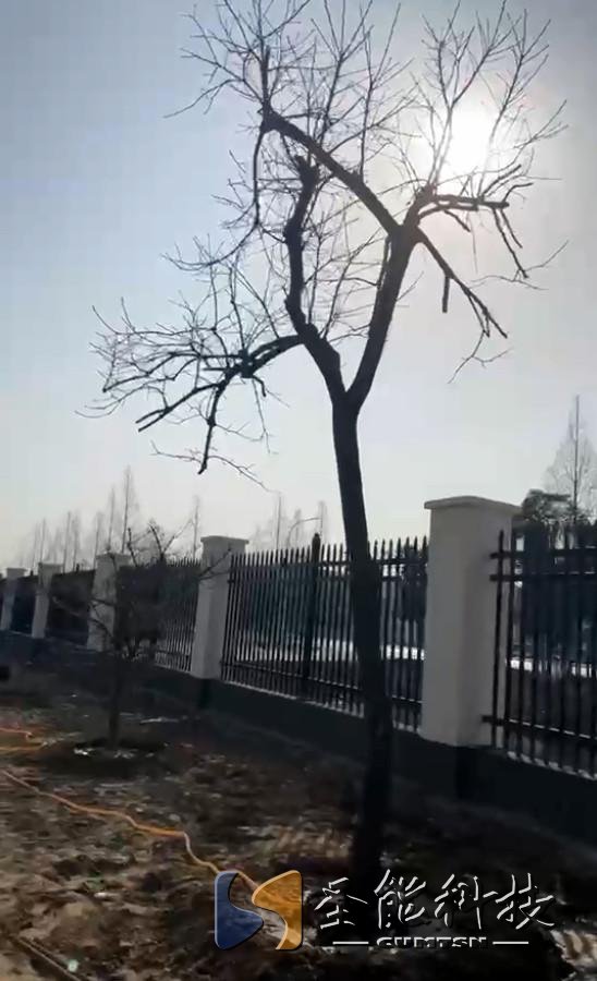 “植”此青綠，添彩圣能靜待花開(kāi)